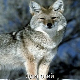 Одинокий Волк