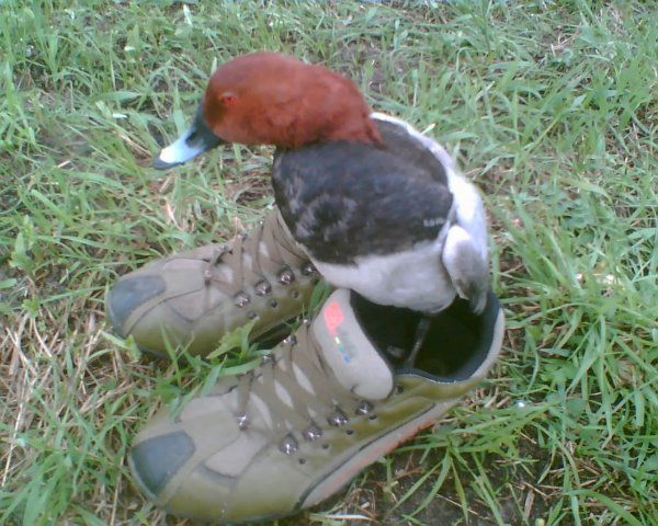 Санек Лукин