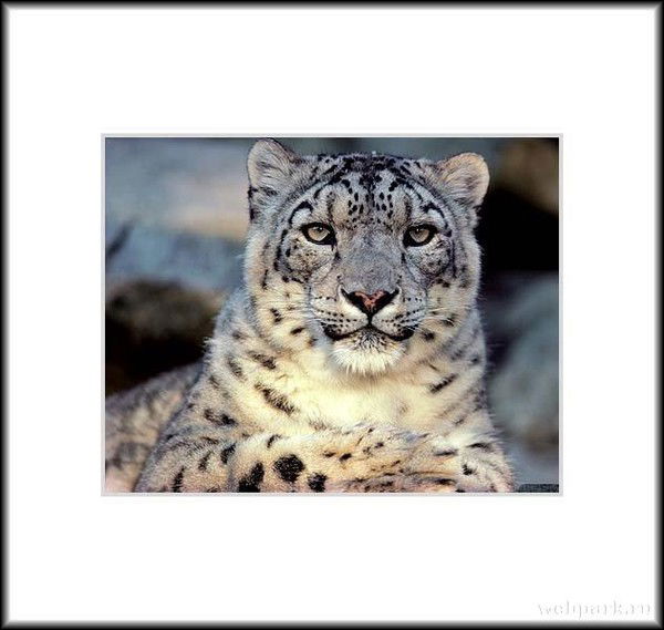 Ермек Амиргалиев