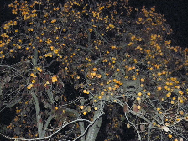 Ирина Сидельникова