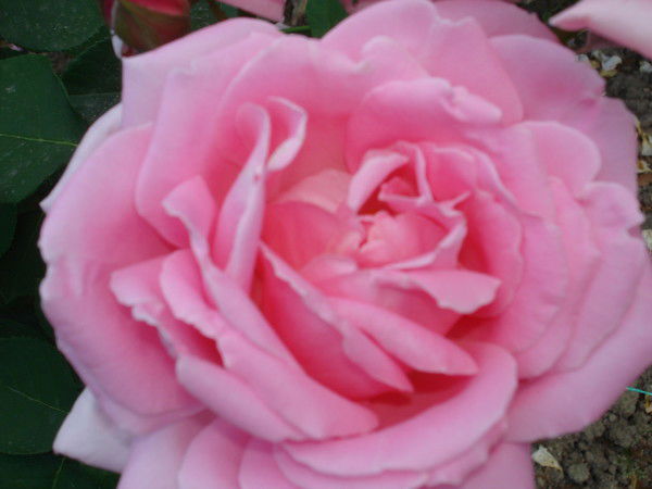 Марина Вуйко