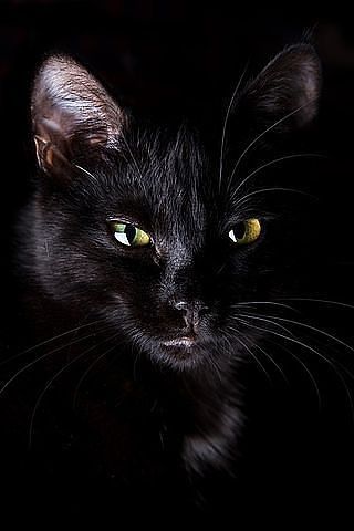 Ирина Коршунова