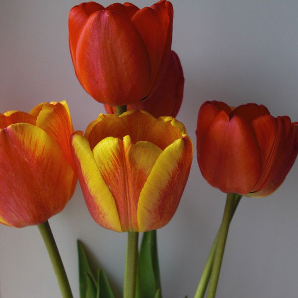 Надежда Дронова