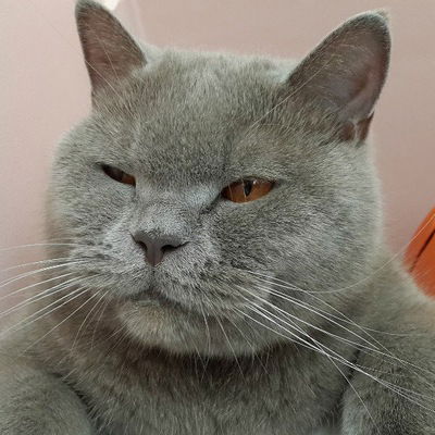 Асаф Фараджев