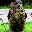 Александр Карельский