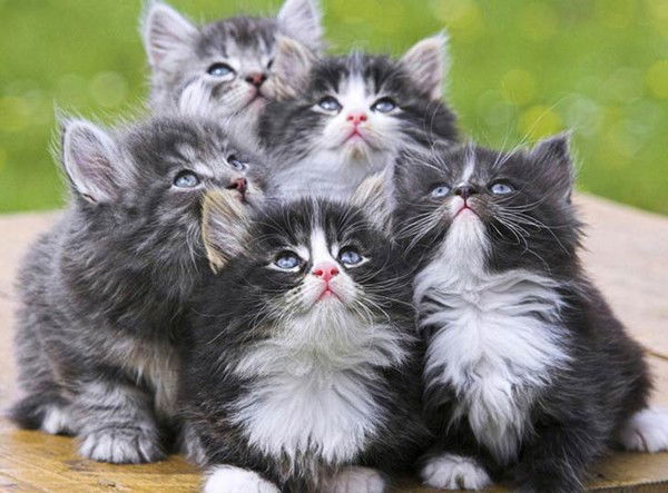 Наталья Песоцкая