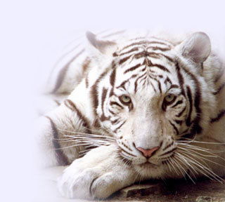 Светлана Макарцева