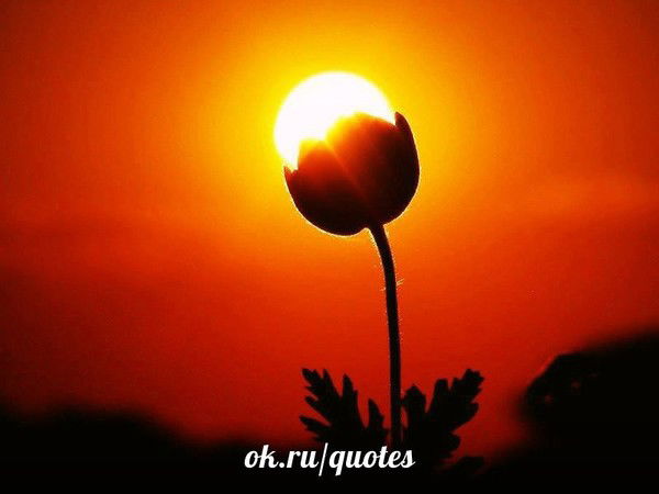 Елена Брегеда