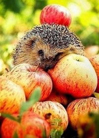 Надя Тазова