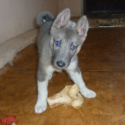 Инесса Шарова