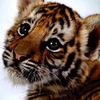 Джессика Котова