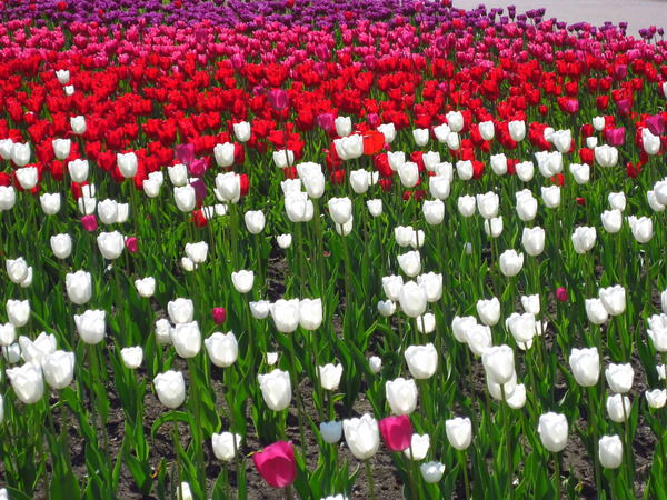 Марина Ламбина