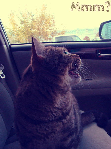 Стасик Обыкновенный