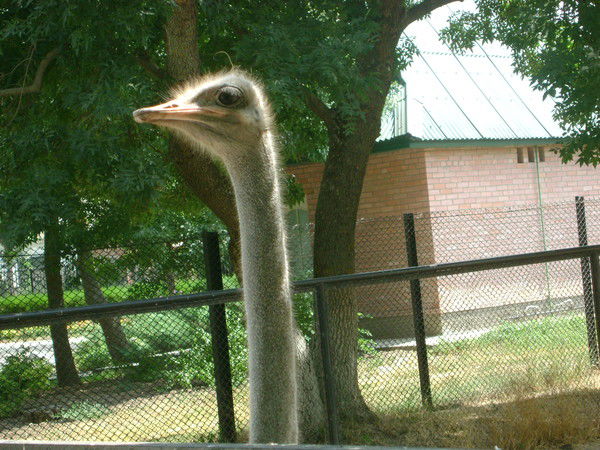 Алла Пилипенко