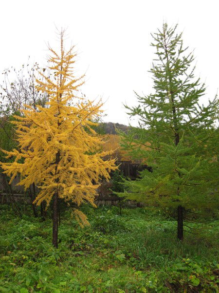 Елена Бирюкова