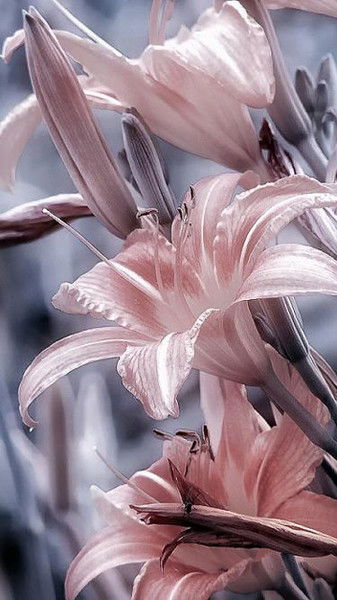 Лариса Брит-Героева