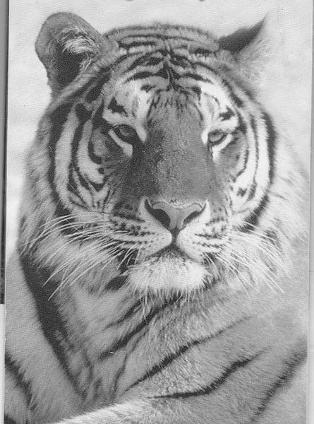 Александр Селиванов