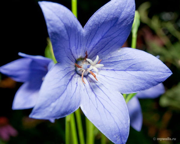 Виктор Малюкин