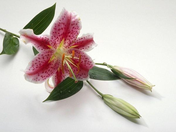 Гуля Абдуллаева