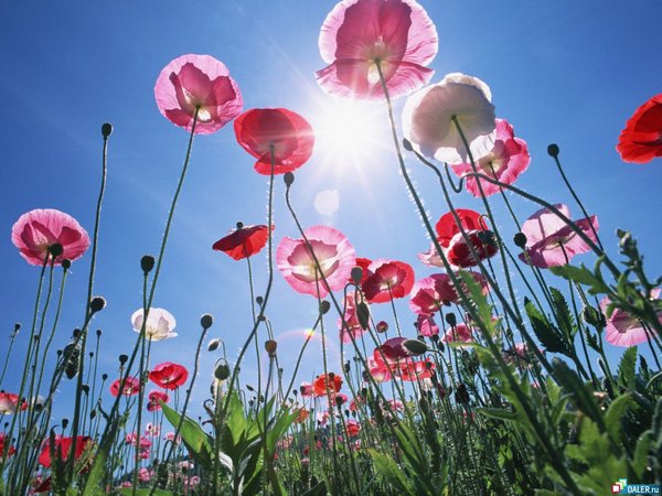 Анастасия Недялкова