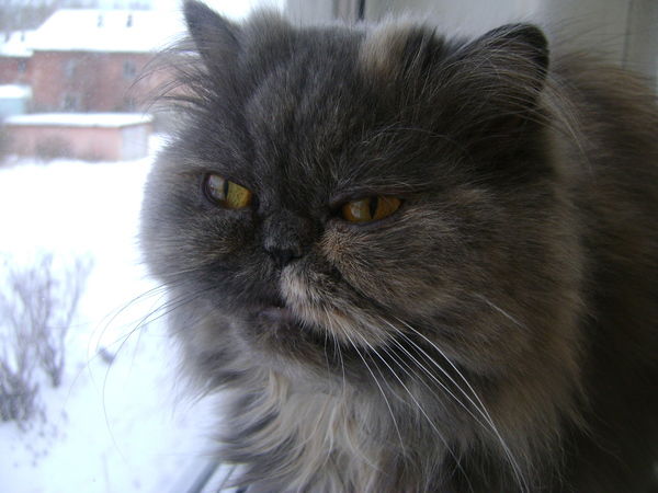 Екатерина Белая