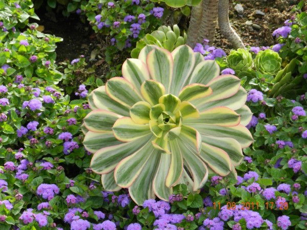 Наталья Загаевская