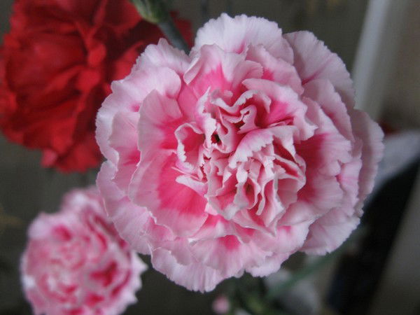 Екатерина Корнейчук