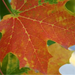 Анфёров Константин