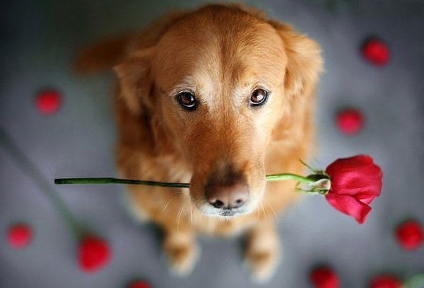 Ira Аракелова