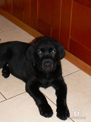 Владимир Туманов