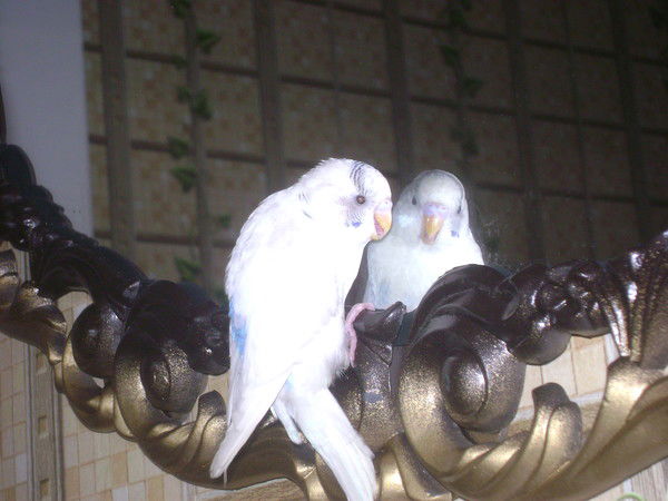 Екатерина Гуреева