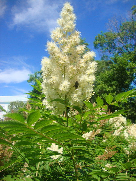 Елена Анисимова