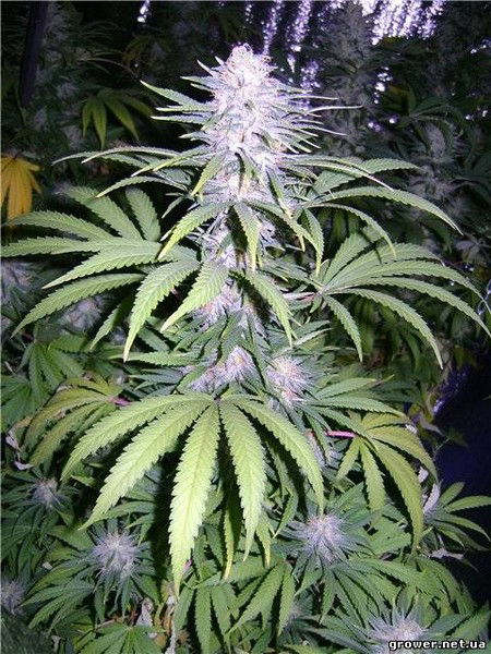 )))Sereg@((( Ярдухин