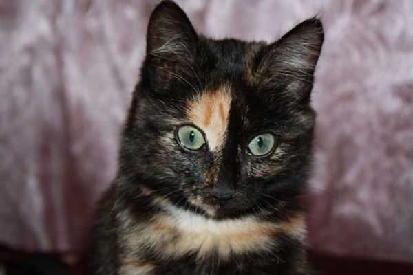 Екатерина Мастерова