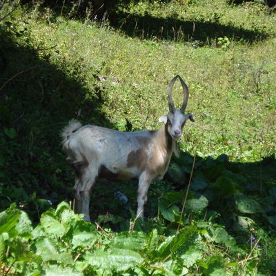 Александр Левченко