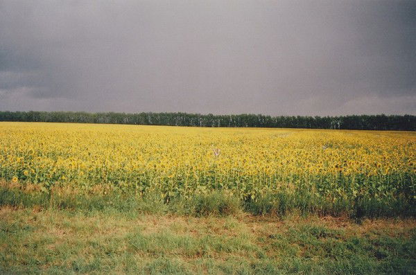 Даша Колмакова