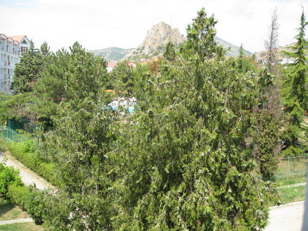 Леся Солнышко