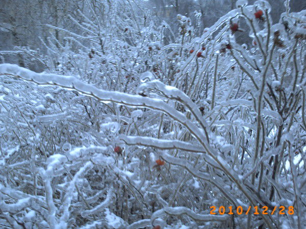 Сергей Павлушин