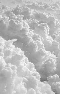 Дима Богомол