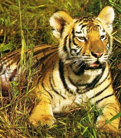 Сергей Артемьев