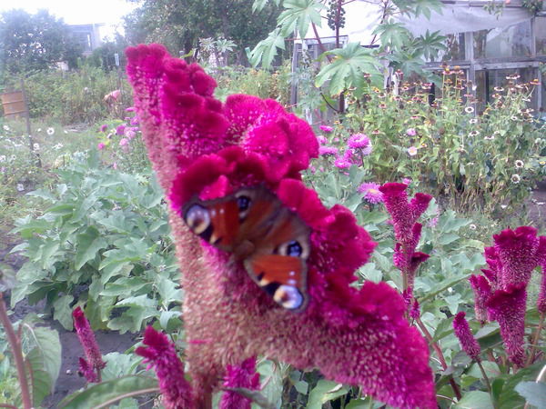 Светлана Одинокова