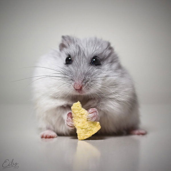 Андрей Сергиенко