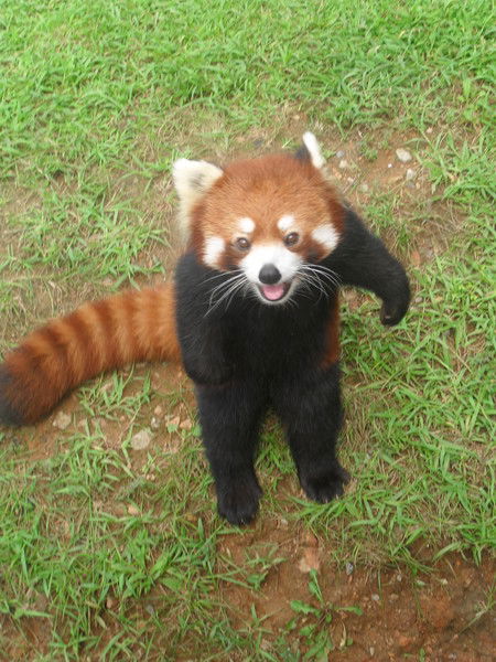 Анжелика Лопатина