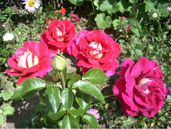 Ольга Стельмах