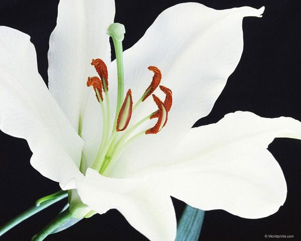 Дауир Оспанова