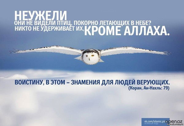 Замирбек Мамитов