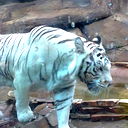 Suxrob Karshiev