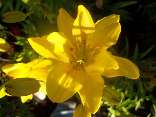 Ольга Климкович