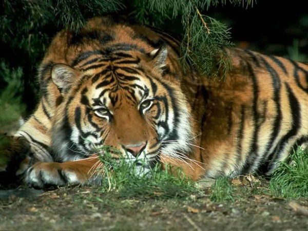 Виктор Кирик