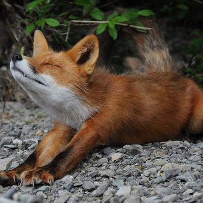 Мария Лёзная